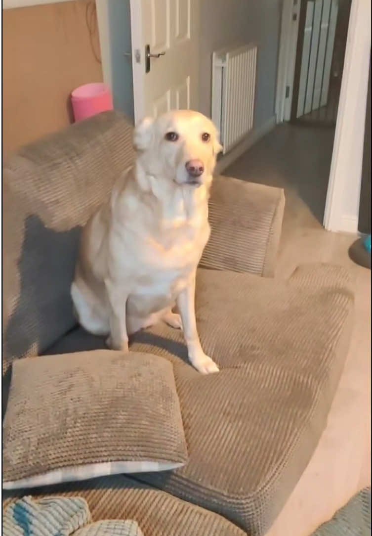 Dog in snow #dog #dogsoftiktok #usa🇺🇸 #funny #tiktok 