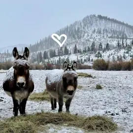 They stood side by side in the frozen pasture, snow settling gently across their backs like a heavy, cold blanket. The two donkeys had learned, over many long winters, that warmth wasn’t something the season gave freely. The little one kept close to the bigger donkey, pressing near whenever the wind cut too sharply across the field. Their hay was scattered thinly on the ground, half buried already by the drifting snow. They picked at it quietly, their breaths puffing out in small, tired clouds. They remembered summer—the soft grass, the sun warming their coats, the easy days. Now everything was different. The grass was gone, the ground was hard, and the world felt so big and cold. But still… they waited. Waited for footsteps in the snow. Waited for more hay, for gentle hands, for the help they needed to make it through the long nights. No matter how cold it got, they never left each other’s side. Two quiet souls standing in a white, endless winter—hoping that someone would see them. Hoping that someone would help. Because even the bravest hearts feel small in the snow.#fyp #donkeyrescue #donkey 