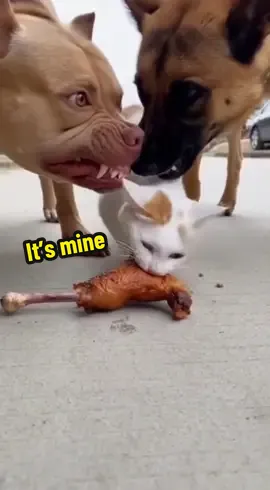 Cat say: it’s mine 🤣 #funny #fyp #viral #cat #dog 