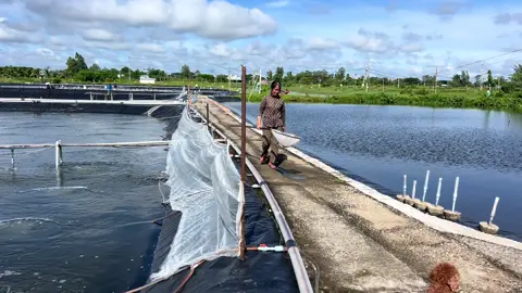 Ghé thăm cô khách hàng thân thiết #nuoitomtrenaolotbat #tomthechantrang #nuoitomcongnghecao #tom #thuysan 