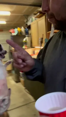 Small in stature but full of temper🤬#dog #usa #dogsoftiktok #chihuahua #funny 