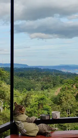 😺 : melodi🙂‍↔️ #fyp #kucingmuajir #galau #sadstory 