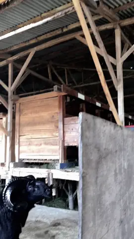 Cukup aku saja😜#CapCut #tanjungjayagarut #hpdkijawabarat #hpdkibandung #hpdkigarut 