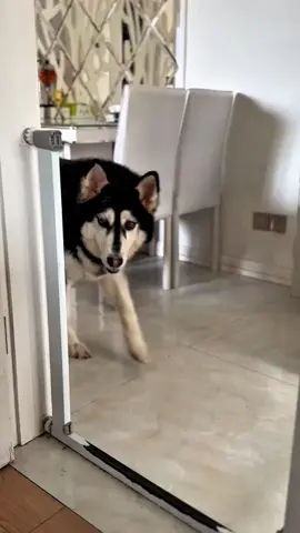 #funny #funnyvideos #foryou #dog 