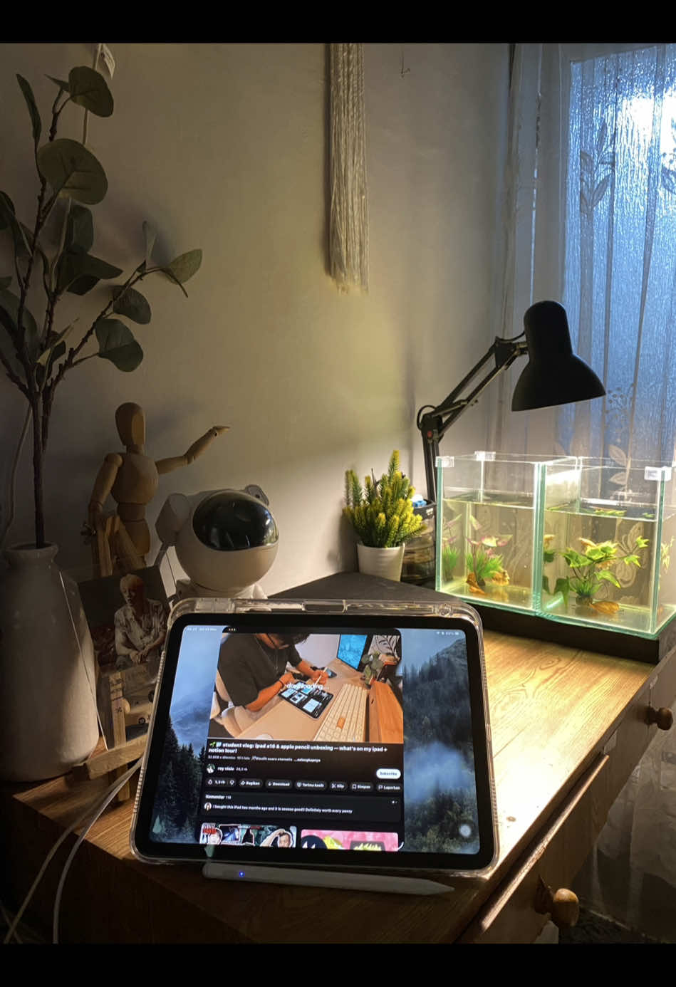 Makin kesini makin gk mau meribetkan diri sendiri, gk mau terlalu banyak banyak dekorasi aquariumnya karena capek kalo pas ganti arnya bersihin printilannya 😅 #ikancupang #cupang #cupanghias #ikan #betta 