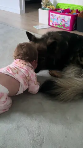 Welcome to the mayhem, how cute are these two #germanshepherd #dogs 