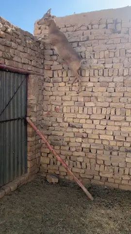 🍁🦌#mountain #malikisrarshahwani 