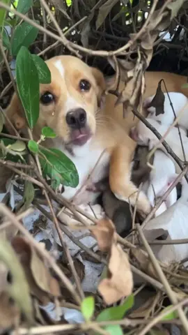 A determined mother dog held her tiny puppies close, crying out for help. Despite her dire situation, she never lost hope-until a kind stranger finally stopped to lend an ear #rescueanimal #rescuedog #usa #america 