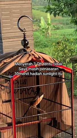 🤣  #muraibatuindonesia #cendeters #kicaumanianusantara 