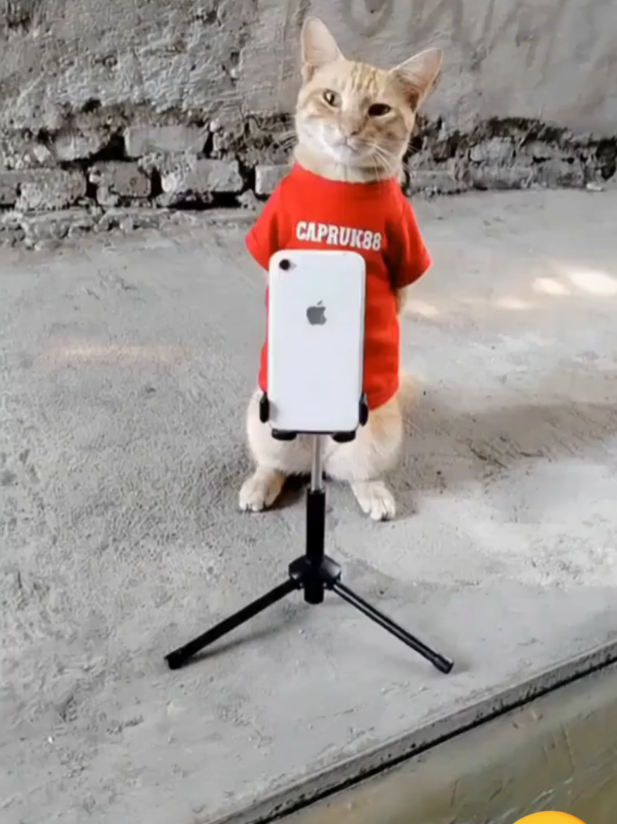 oyen lagi live😆 #ti #viraltiktok #kucingoyen #comedi 