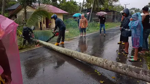 #tiktok#berita #  phon kelapa tumbang