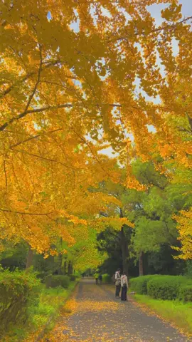 Tsurumi Park – nơi mà nắng xuyên qua từng tán lá vàng cũng đủ làm mình quên hết những điều mệt mỏi. Một góc bình yên đúng nghĩa.”#xuhuongtiktok #osaka 