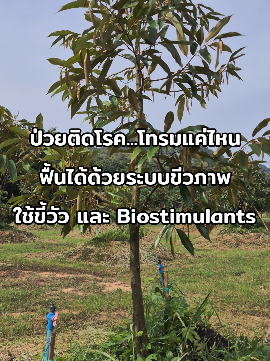 ทุเรียนป่วยไม่กลัว   กลัวไม่มีขี้วัวใส่ #ทุเรียนชีวภาพ #Biostimulants #ขี้วัวใส่ทุเรียน #รักษาทุเรียนป่วยด้วยชีวภาพ