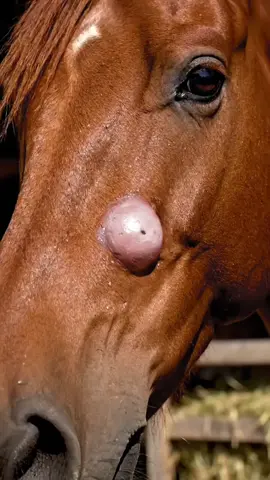 Wow😧 amazing Ai video 100m 🐶🐱🐭🐹🐰🦊🐻🐼🐻‍❄️🐨🐯🦁🐮🐷🐽🐸🐵🐔🐧🐦🐤🦆🦅🦉🦇🐺🐗🐴🦄🐝🪱🐛🦋🐌🐚🦟🐞🐜🪲🦗🕷🕸🐢🐍🦎🦖🦕🦂🦀🦑🐙🦞🦐🐠🐟🐡🐬🦈🐊🐆🐅🦓🦬🐃🐂🐄🦌🦛🐪🦒🦘🦣🦏🦍🐖🦙🐐🐏🐕🐩🦮🐈‍⬛🪶🐓🦤🦚🦜🦢🦩🕊🐇🐁🦝🦥🦡🦫🐾🐲 wow amazing this ai real video 100m view 🔥   #animalsoftiktok  #ai  #wildlife  #petlife  #Nature         