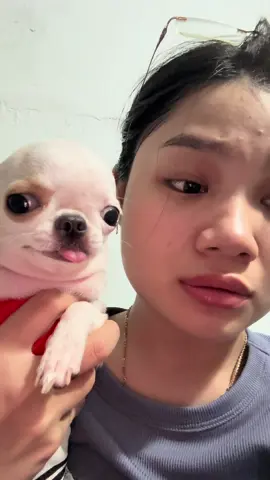 Khi content lại là sự thật 🔐#chihuahuamini #chihuahua #xh #xhhhhhhhhhhhhhhhhhhhhhhh 