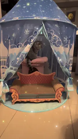 💖ポーター＆エビータ💖心地良い世界💖2歳