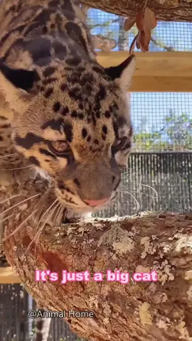 They are just bigger cats🐱#cat #cats #fyp #funny