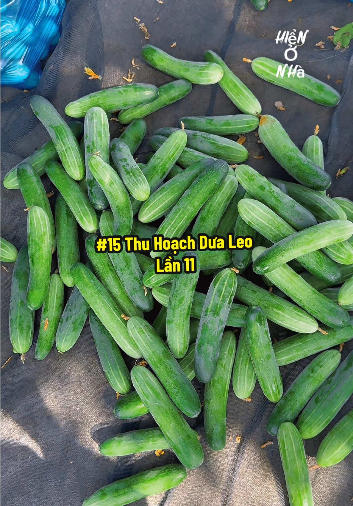 Thu Hoạch Lần 11 Gần 