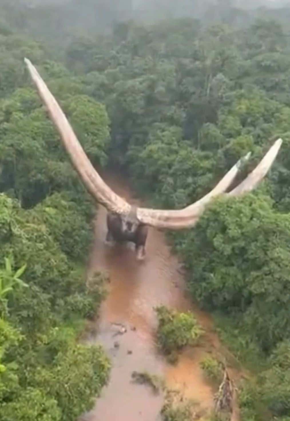 What creature is this ?  #viral 