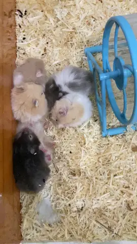 makhluk halus🤭🤫 #fyp #hamsters #hamsterlucu #hamsterimut #viral 