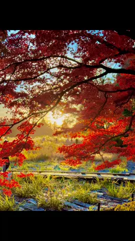 Autumn skies and peaceful vibes. #autumn #vibes #november #立川 #japan 