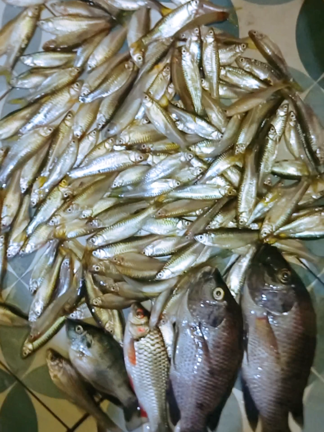 wes mboh ora ngitung pokok akeh,kiro