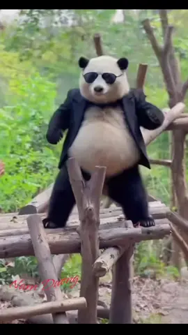 Cute Panda #xuhuongtiktok #fyp 
