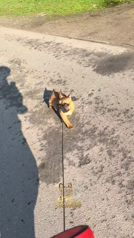 Контакты питомника в шапке профиля ✅✅✅#dondesolomonkennel 