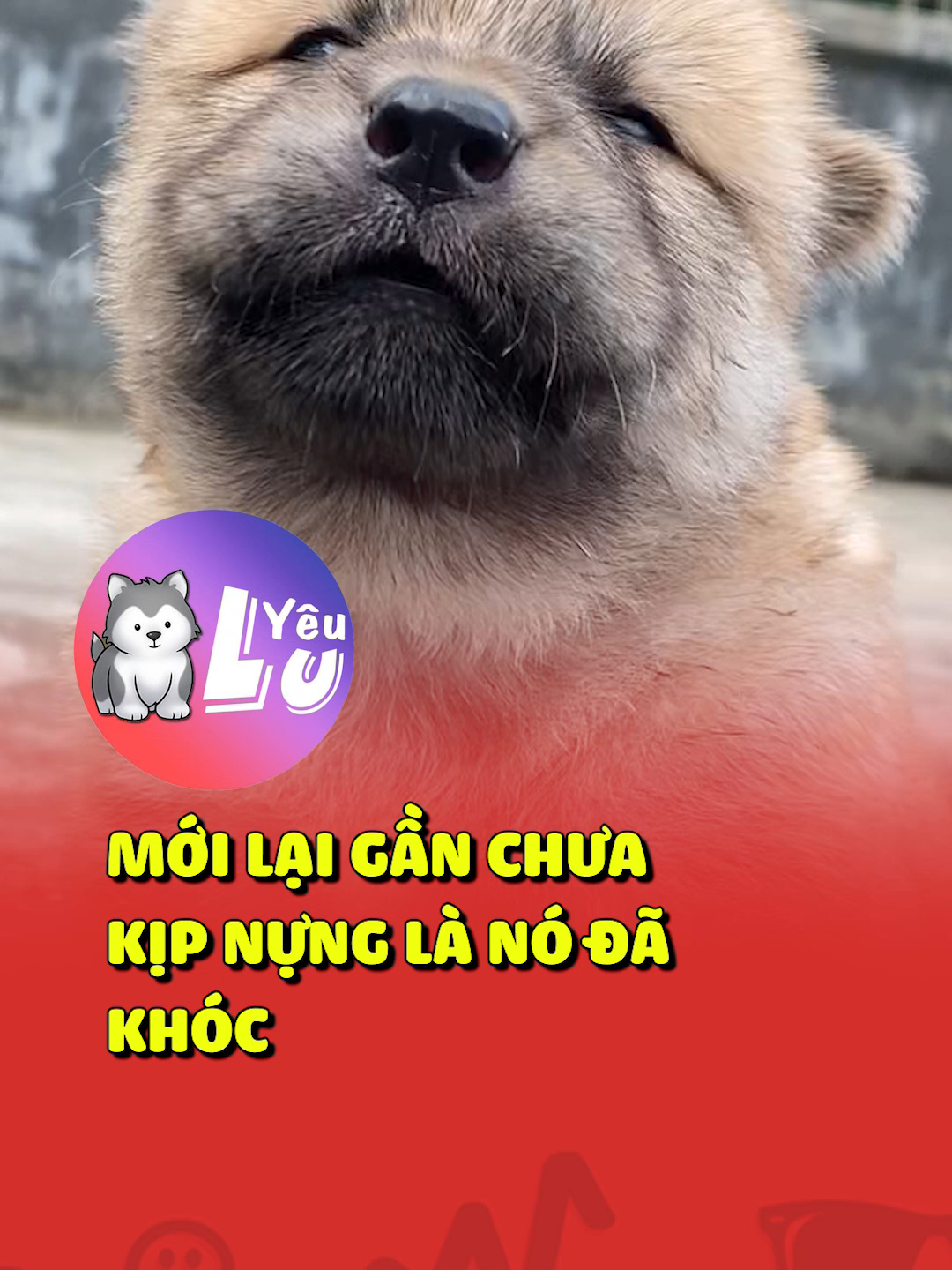 Đã làm gì đâu đã chạm vào đâu 😂#yeulu