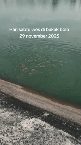 siapkan joranmu bolo🤗 babon di 5ri up👍 #mancing #nyobok #angler  #fyp #blora24jam 