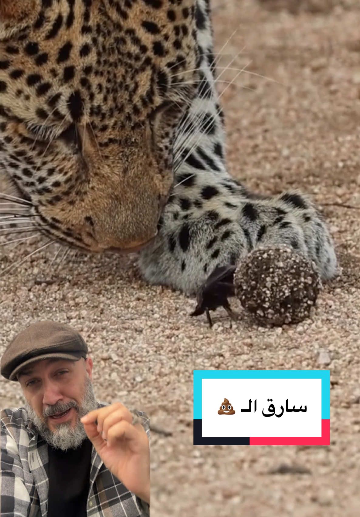 توضيح عن اللي ديصير هذي هي خنفساء الجُعَل او الروث 💩 (Dung beetle) … عامل النظافة مهم بالطبيعة. هاي الخنفساء تعيش على مخلفات الحيوانات، تجمعها وتكوّرها وتدفنها جوة الأرض. تتغذى منها… ومن ثم تبيض بيها حتى افراخها. تتربى بمكان آمن ومليان غذاء. وبهاي الحركة البسيطة تنظّف المراعي، تقلل انتشار الأمراض، وتغذّي التربة بعناصر مهمة مفيدة للنباتات وتزيد خصوبتها. سبحان الله مخلوق صغير… بس تأثيره جداً مهم على النظام البيئي #مهدي_ليث 