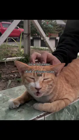 ลงเเล๊ววววว.🐱💓 #foryou #ลงสตรอรี่ #แฟน #เธรดความรู้สึก 