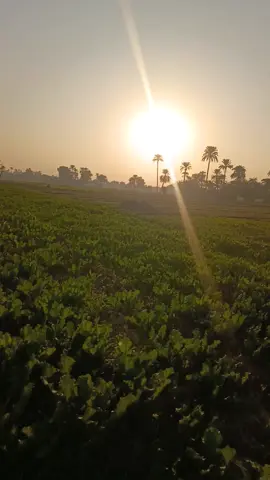 #fypシ゚viralシfypシ゚viralシalシ  #trendingreelsvideo  #likes  #viralvideo  #fypviralシfypviralシalシ 