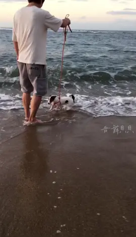 #doglife #傑克羅素梗犬 #jackrussell #beach #海邊 