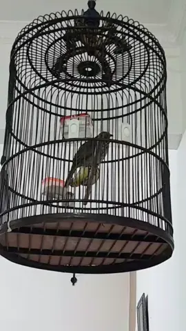 ora dowo ora penak  #cucakrowo  #kicaumania  #fypburung #fypviralシ 