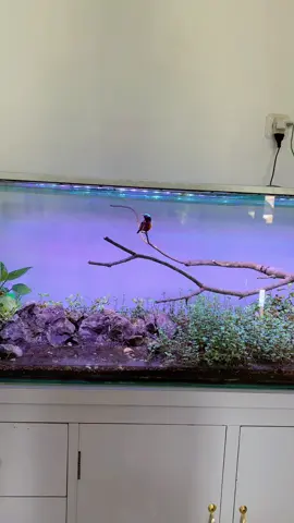 #koninmania #kolibrininjaindonesia #kolibrininja 