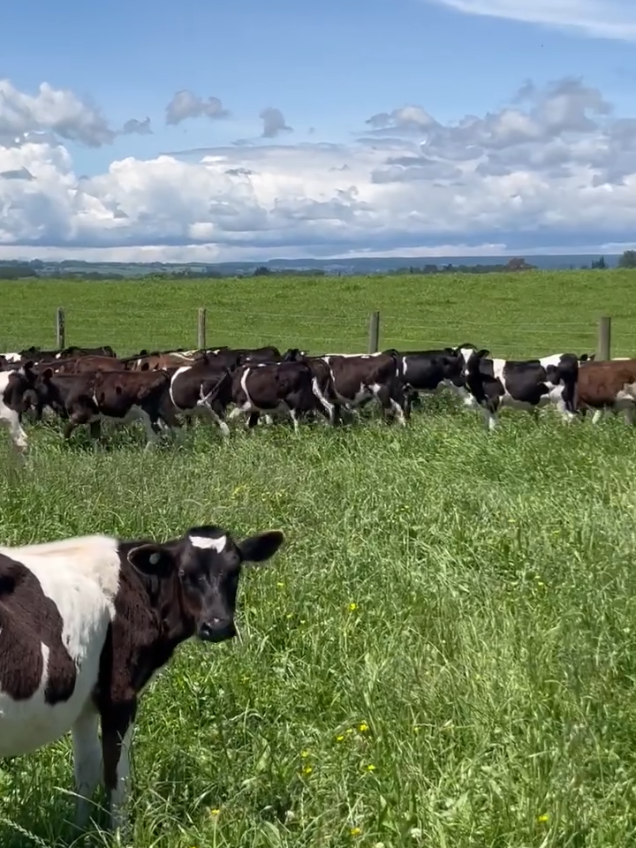 Quality pedigree calf & bullying heifers up for grabs ✨. Location: Delamare Farm Naivasha. Price range from 15k to 35k from 4 to 6 months old. ~ They are ready for serving in the next  5.6 -7  months. ~ Super pedigree bullying heifers from high yielding Dams doing 35-45 litres per day. ~ Vaccinated against diseases. ~ Well feed   thus got good foundation for the future. ~Sired by superior bulls through good Ai's . ~ All records available. We offer delivery service is available call or whatsApp 0755 959136.#DairyFarmingKenya #breeds #delamere #calves #Friesian 