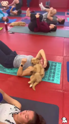 Dog in the Yoga Studio – A Paws-itively Relaxing Moment 🐾🧘‍♀️#puppyyoga#YogaWithPuppiesa   #DogLovers #PuppyLove#puppytherapy 