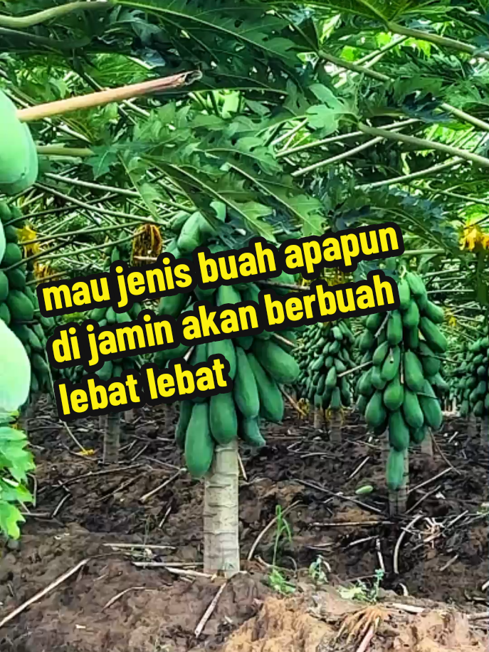 pohon kecil pendek sudah bisa di paksa berbuah lebat#pupukbuah #promo #petaniindonesia🇮🇩🇮🇩🇮🇩🌿🌿 #fyp 