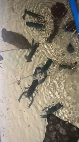 #crayfishbreeder #crayfish #escapeartist #crayfishfarmingphilippines #fyp 