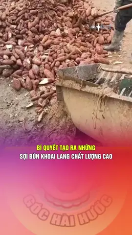 BÍ QUYẾT TẠO RA NHỮNG SỢI BÚN KHOAI LANG CHẤT LƯỢNG CAO #giaitri #haihuoc #videohaihuoc #viralvideos #vuinhon