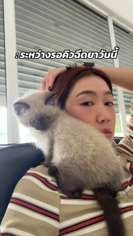 ฝากฉีดยาสลยด้วยค่ะหมอ ชีวิตวุ่นวายเหลือเกินนนน #โชยุแมวซีอิ๊วดํา 