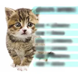 тгк:Сабби пишет #котики #добрыемемы #сабби47 #озвучкамемов #мяу 