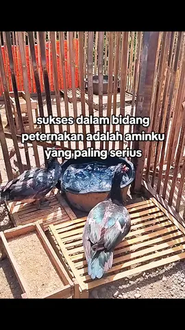 amin😇😇 #fyp #pertenakmuda #perternakentok #bosmuda #entokdragon 