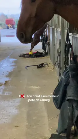 #teckel #foryoupage #ecurie #jeu #tropmignon 