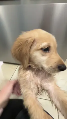 Fun fact: not even 20 min after walking into my new home, my parents let me fall in the pool 😡 I’m happy to say this did not scar me, and I’ve only fallen in one other time 🥰 #goldenretriever #maverick #dogs #pooldog #tinymaviebtuesday 