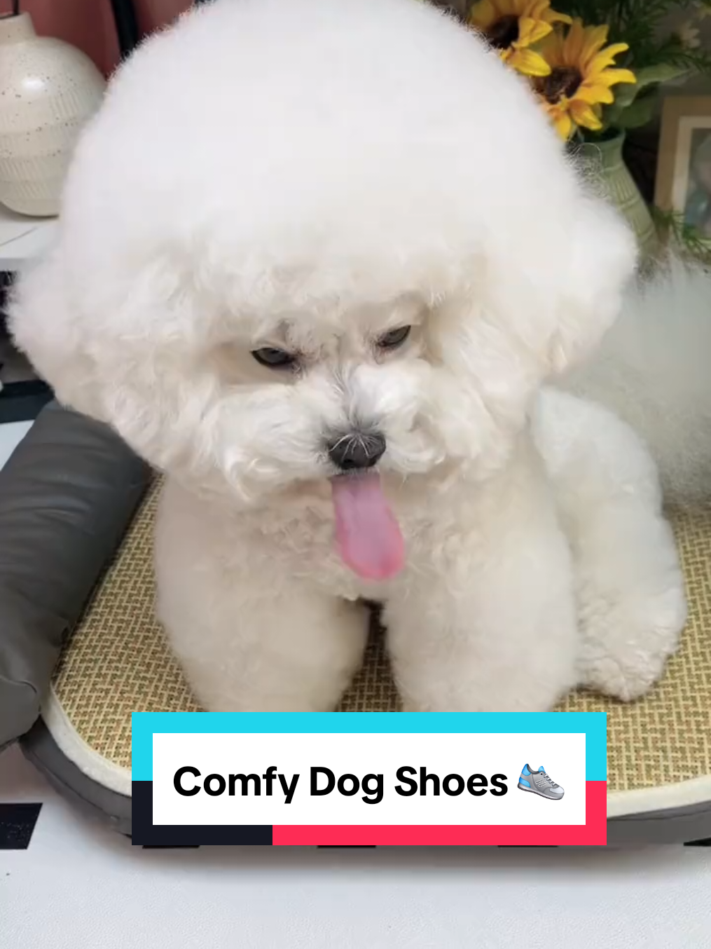 Comfy Dog Shoes 👟 #petproducts #dogstore #dogproducts #dogshop #dogshoes 