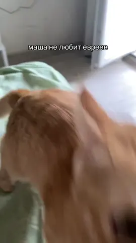 она сама мне сказала об этом #кот #евреи 