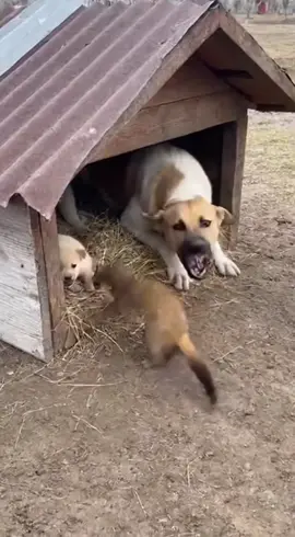 #cat #动物搞笑视频 #我要上熱門 #capcut #猫 