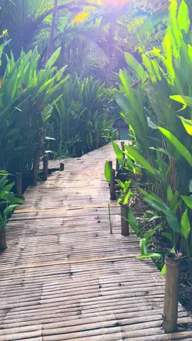 look how majestic bohol can be,   as if time holds its breath for a moment 🍃